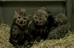 cute cubs for sale