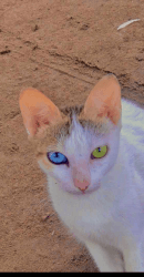 Heterochromia Cat