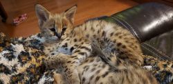 Serval kittens