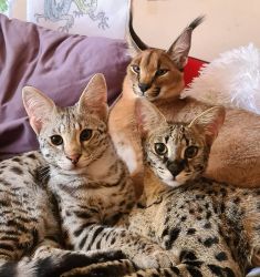 Exotic top baby serval kittens for adoption