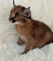 Affordable Healthy Caracal kittens today