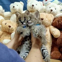 Young vet check africa serval and savannah kitten for adoption