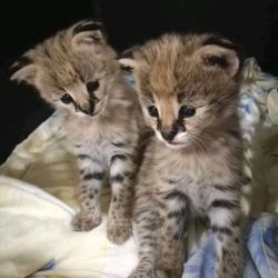 Lovely hand raise african serval kitten for sale locally