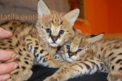Domestic serval and savannah f1 , f2 kittens
