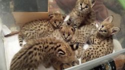 Savannahs , Servals, caracals Iynx kittens