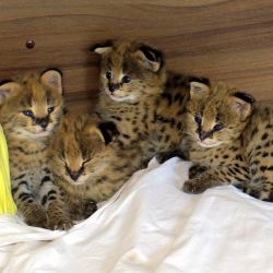 Healthy caracal Iynx, serval and savannah kittens