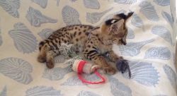 Rare TICA serval Kitten