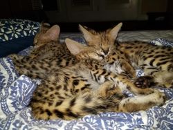 Serval Exotic Kittens for F1 Savannah Lovers