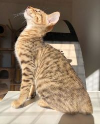 Affordable F1 African SERVAL for sale