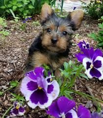 Adorable yorkie puppies now available to go hom