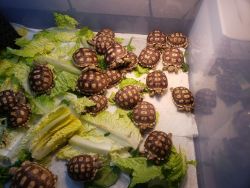 Sulcata hatchlings