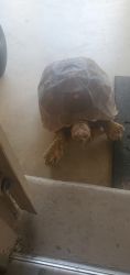 One and a half year old sulcata looking for new home