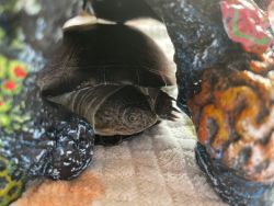 African American Sideneck Turtle for rehousing!!