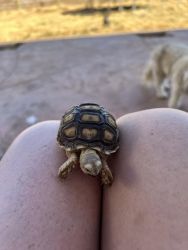 Sweet baby Sulcata tortoise