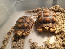 6 mo sulcata Tortoises
