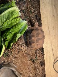 Tortoise and cage for free