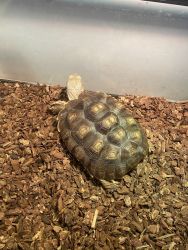7 inches spurred tortoise, pick up only