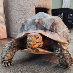 Sulcata tortoise for sale he’s about 3 years old and needs a good home