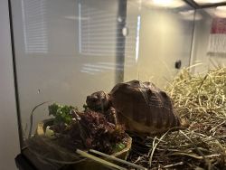 Juvenile Sulcata Tortoise for sale
