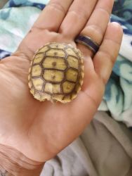 8 African Spur-Thighed Tortoises for sale