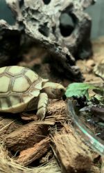sulcata/ african spurred tortoise hatchlings
