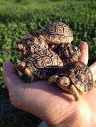 tortoise/turtle