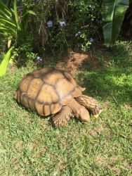 Adult Male Sulcata Tortoises for sale