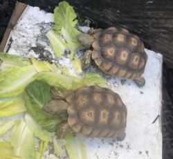 2 baby tortoise