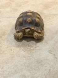 Rehoming a Tortoise