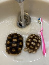 2 Baby Tortoises In Need of New Home