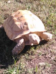 (Rallo) Ivory African Spurred Tortoise