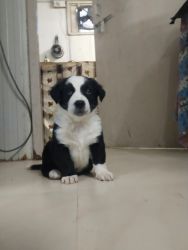 2 puppies sell