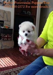 Perfect Pomeranian Puppies for sale
