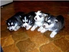 Husky Puppies (xxx) xxx-xxx8
