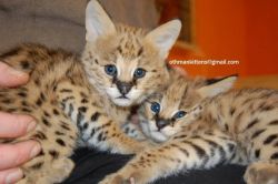Domestic Serval And Savannah F1 , F2 Kittens