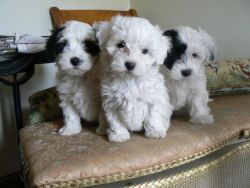 3Amazing Maltipoo Puppies for sale.