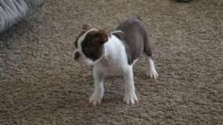 Africanis puppies for sale
