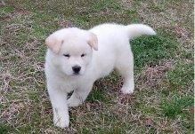 Akita Pups Available In 3 Weeks