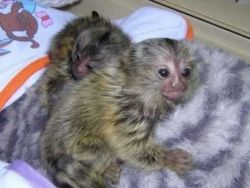Adorable male and female Sweet Marmoset Monkey for rehoming contact at