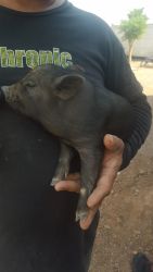 Potbelly pigs