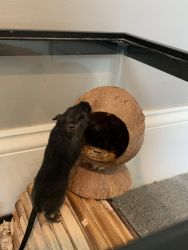 Pet gerbil, cage and accessories