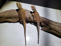 agama for sale
