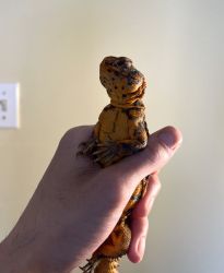 Looking for a new home for my uromastyx, Pyro