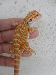 beautiful healthly quality baby bearded dragons