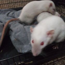 3 month old Dumbo Himalayan rats and Agouti