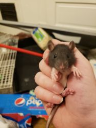 Baby rats to good home