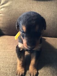 3 male Airedale puppies