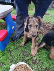 Large Breed Airedale Puppies -2 male