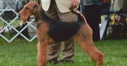 Airedale Puppies for Sale!