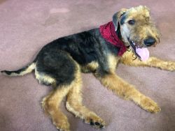 Airedale Terrier For Sale